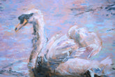 Swan